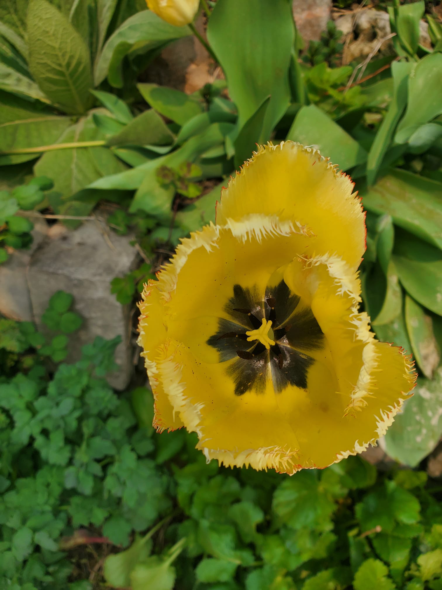 Tulip on Craven