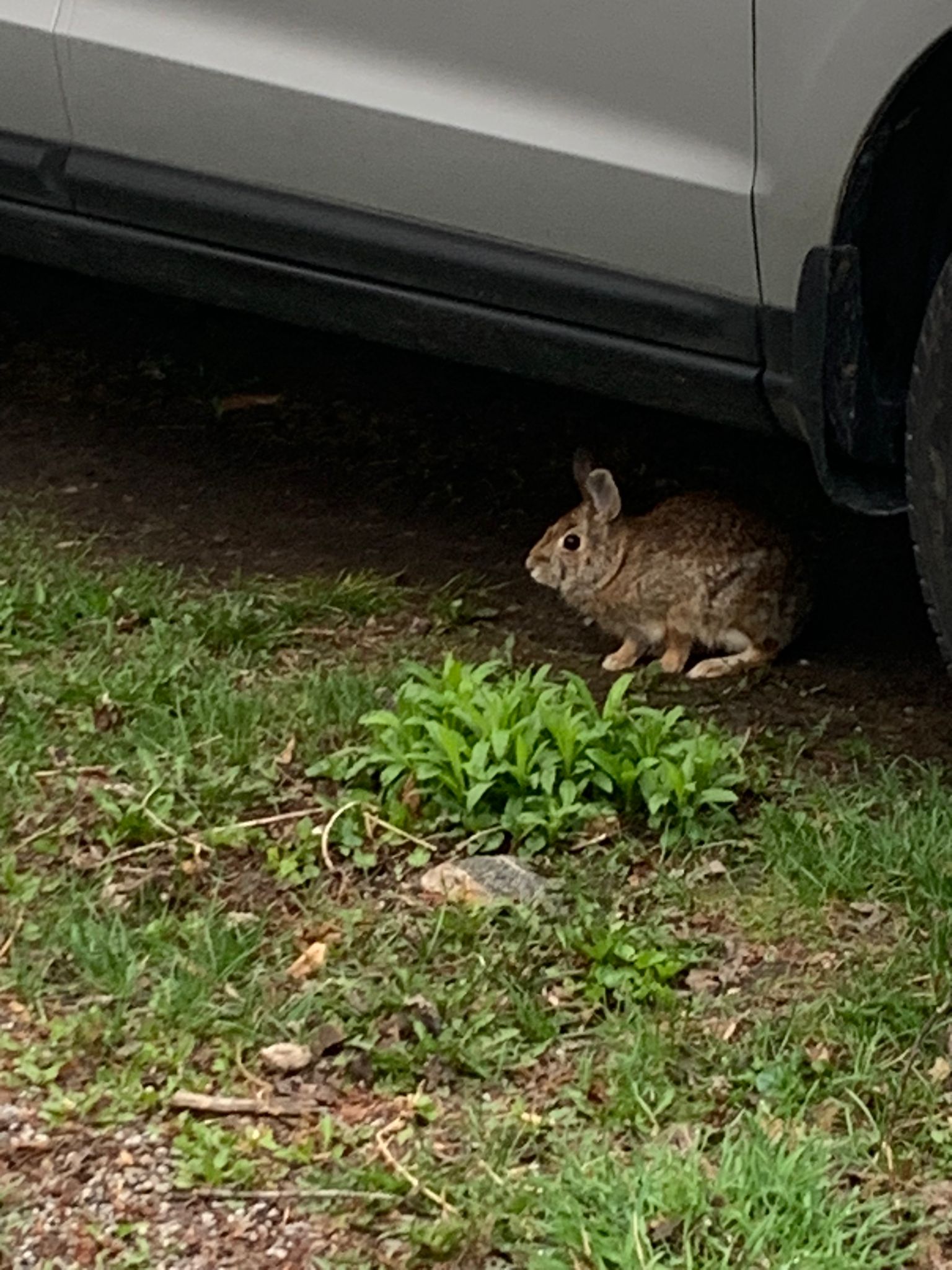 Craven Road wildlife